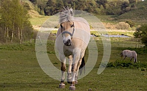 Horse running