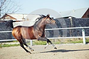 Horse running