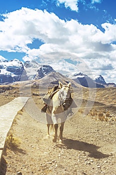 Horse running alone on the route to the Pastoruri glacier, in the HuascarÃ¡n National Park, Huaraz / Peru.