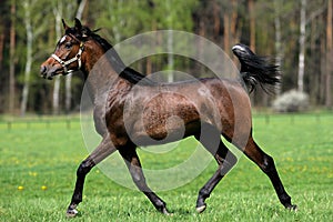 Horse running around the meadow
