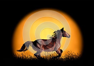 Horse running on the background of sunset