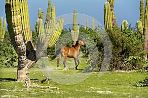 Horse running in baja california sur giant cactus in desert