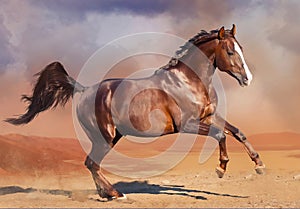 Horse running in the desert