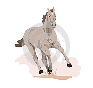 Horse running fast. Strong thoroughbred stallion in action, galloping with sand clouds, ground dust puff. Beautiful photo