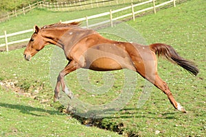 A horse running in field