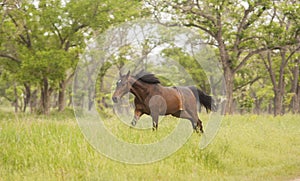 Horse running in the forest