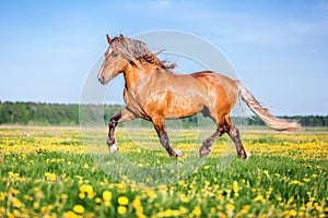 Horse running free on the pasture.