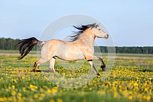 Horse running free on the pasture.