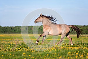 Horse running free on the pasture.