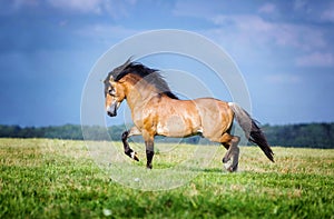 Horse running free on the pasture.