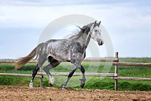 Horse running free on the pasture.