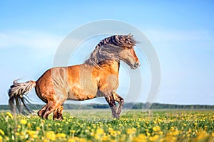 Horse running free on the pasture.