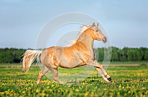 Horse running free on the pasture.