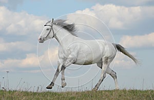 Horse running gallop photo