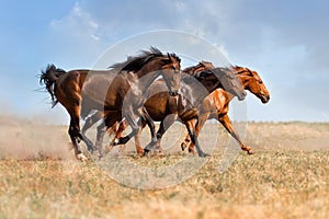 Horse running gallop
