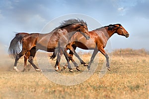 Horse running gallop