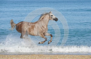 Horse running gallop on the sea