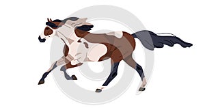 Horse running, gallop trait. Wild spotted stallion of piebald breed, moving at fast speed. Racehorse profile, side view