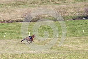 Horse running in Gallopp over the green meadow with saddle