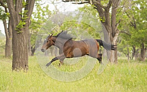 Horse running in the green forest