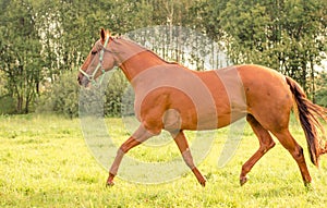 Horse running in green meadow