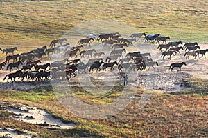 Horse running in prairie