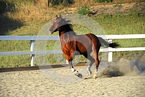 Un cavallo correre senza cavaliere sul sporco 