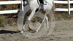 Horse Running in Slow Motion