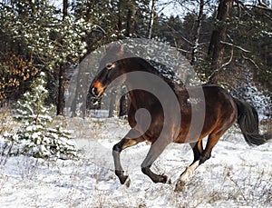 Horse is running on the snow on a background of pine forest in winter