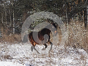 Horse is running on the snow on a background of pine forest in winter