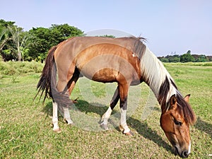 Horse running and standing and eating grass, long mane, brown horse galloping, brown horse standing in high grass in sunset light