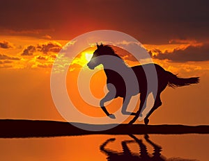 Horse running during sunset