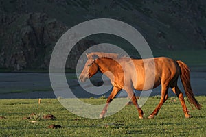 Horse running in Sunset