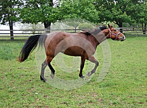 Horse running and throwing his head up