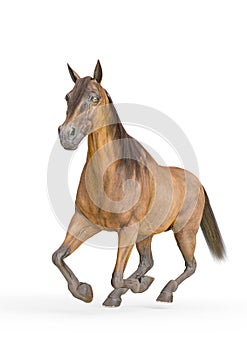 Horse running in a white background