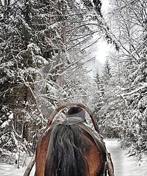 Horse running with the winter sleigh on the road