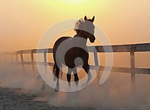 The horse runs against dust