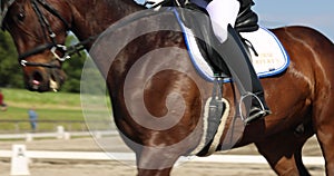 A horse runs through the arena. Equestrian competitions