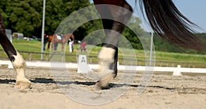 A horse runs through the arena. Equestrian competitions