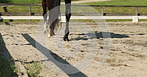 A horse runs through the arena. Equestrian competitions