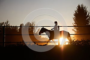 The horse runs in the corral at sunset