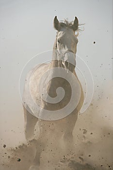 Horse runs gallop in dust