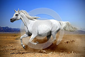 horse runs gallop in the dust desert