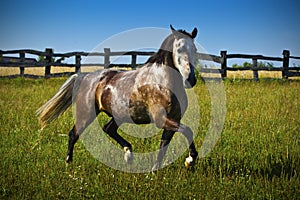 Horse runs gallop in summer time