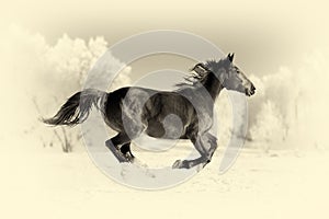 Horse runs gallop. Vintage effect