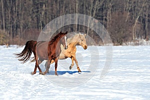 Horse runs gallop in winter time