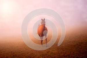 A horse runs in a pasture in the fog