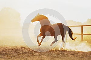 The horse runs in pili against the sunset.