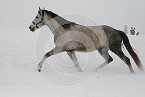 The horse runs at a trot in the winter on a snowy slope.