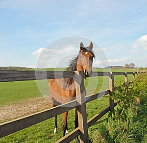 Horse in a rural setting